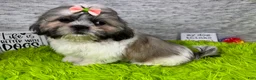 Shih Tzu dogs for sale: Shih Tzu 3 - Ad 3