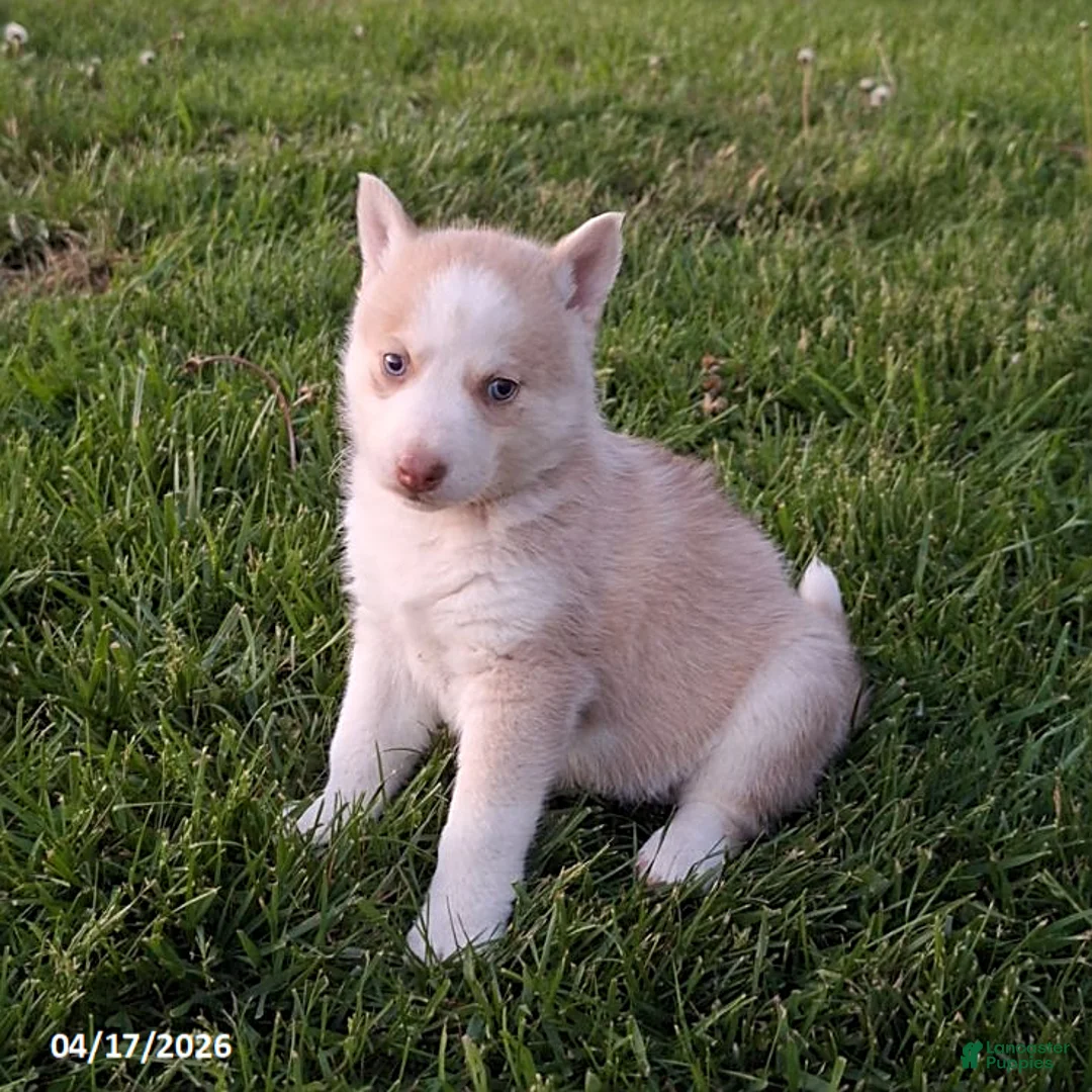 Gerberian Shepsky dogs for sale: Penny - Ad 3