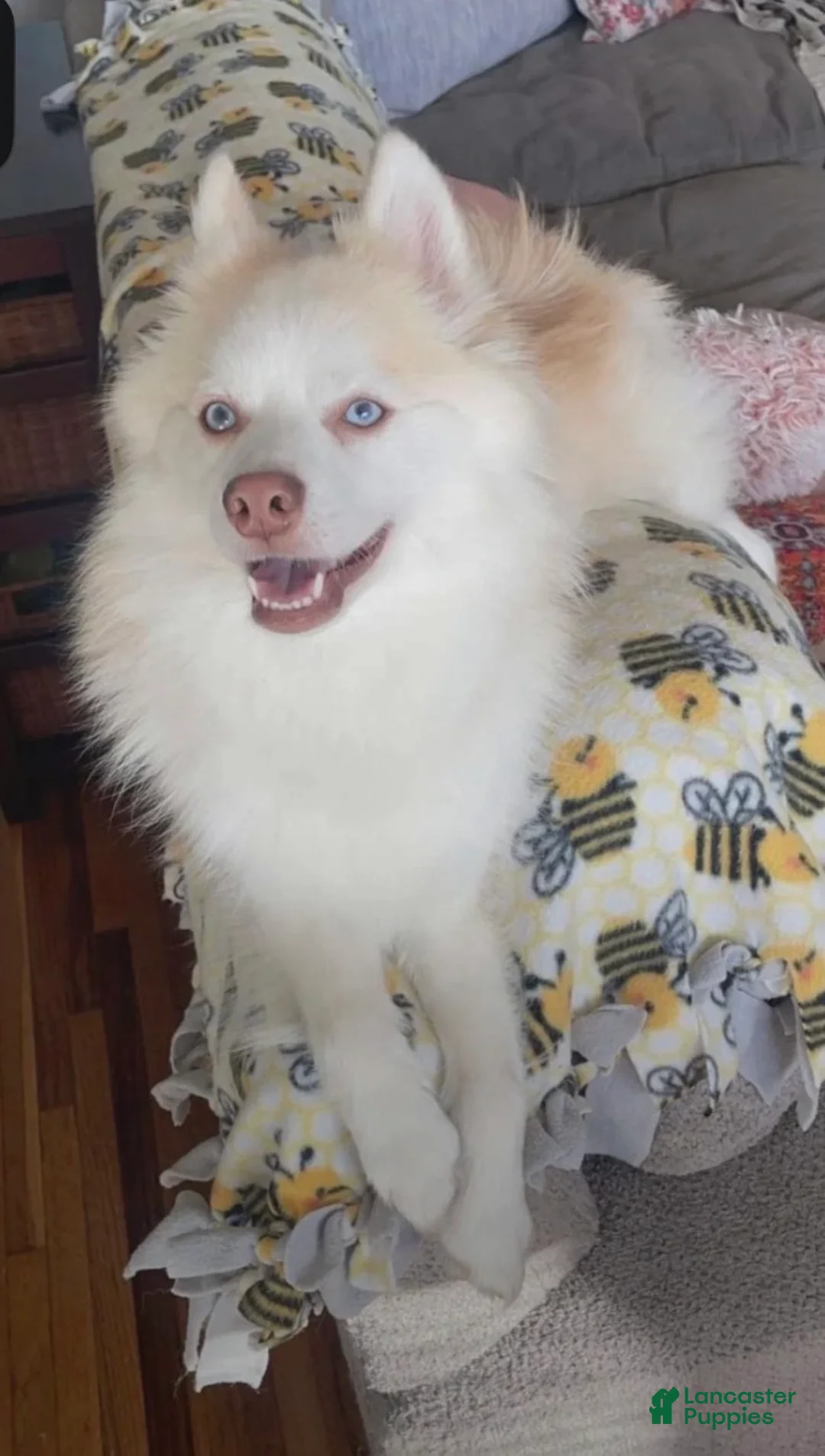 Pomsky dogs for sale: Pomsky 3 - Ad 2
