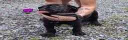 Cane Corso dogs for sale: Bella - Ad 6
