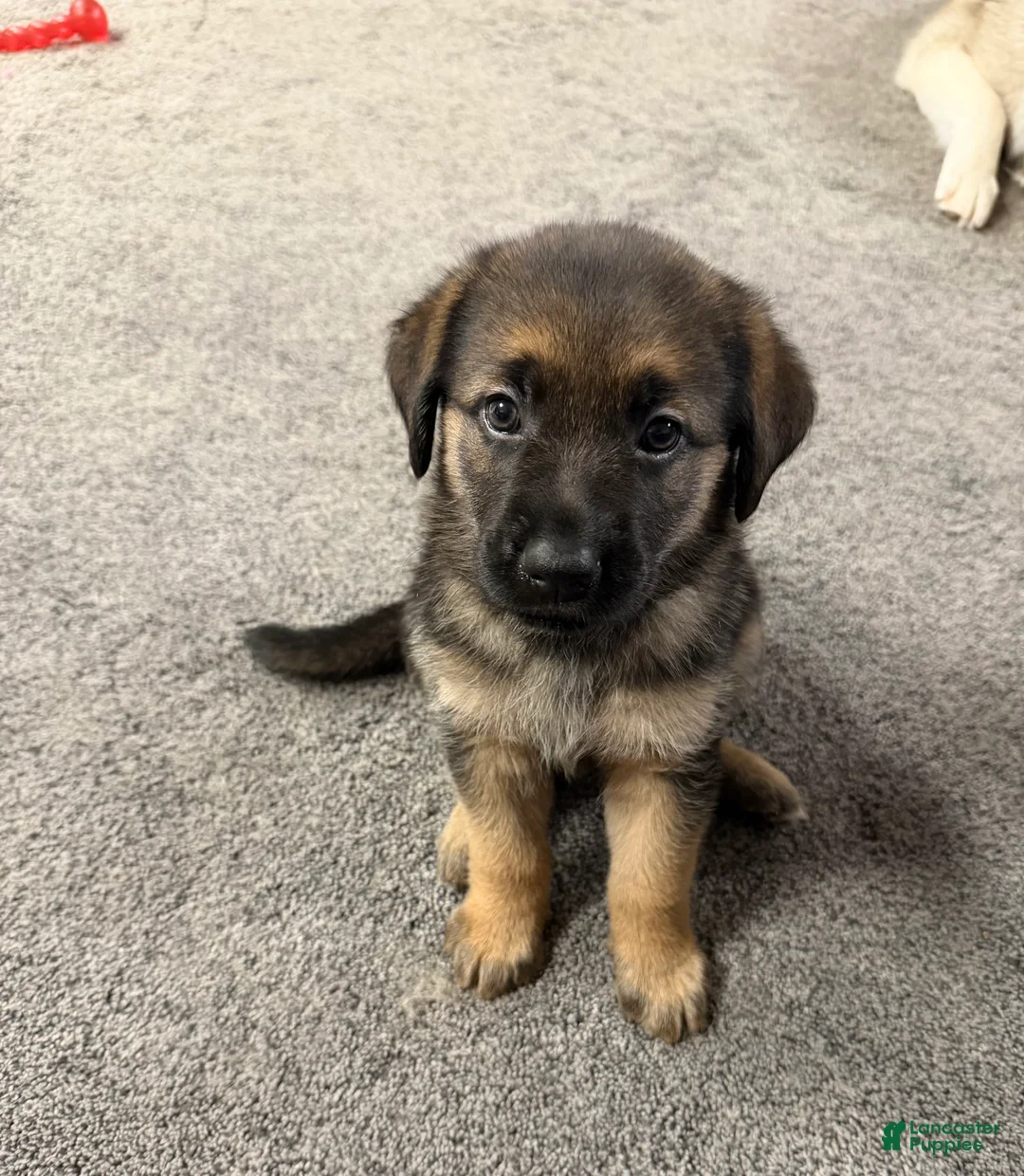 Golden Shepherd dogs for sale: Sour Patch  - Ad 1