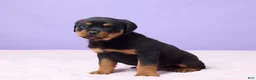 Rottweiler dogs for sale: Isaac - Ad 5