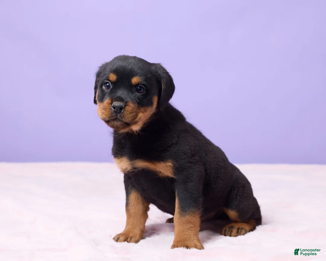 Rottweiler dogs for sale: Isaac - Ad 5