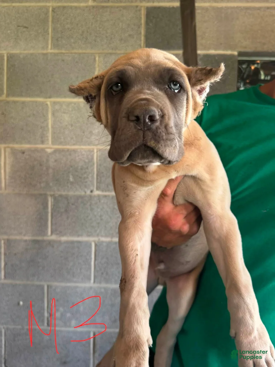 Cane Corso dogs for sale: Cane Corso 3 - Ad 2