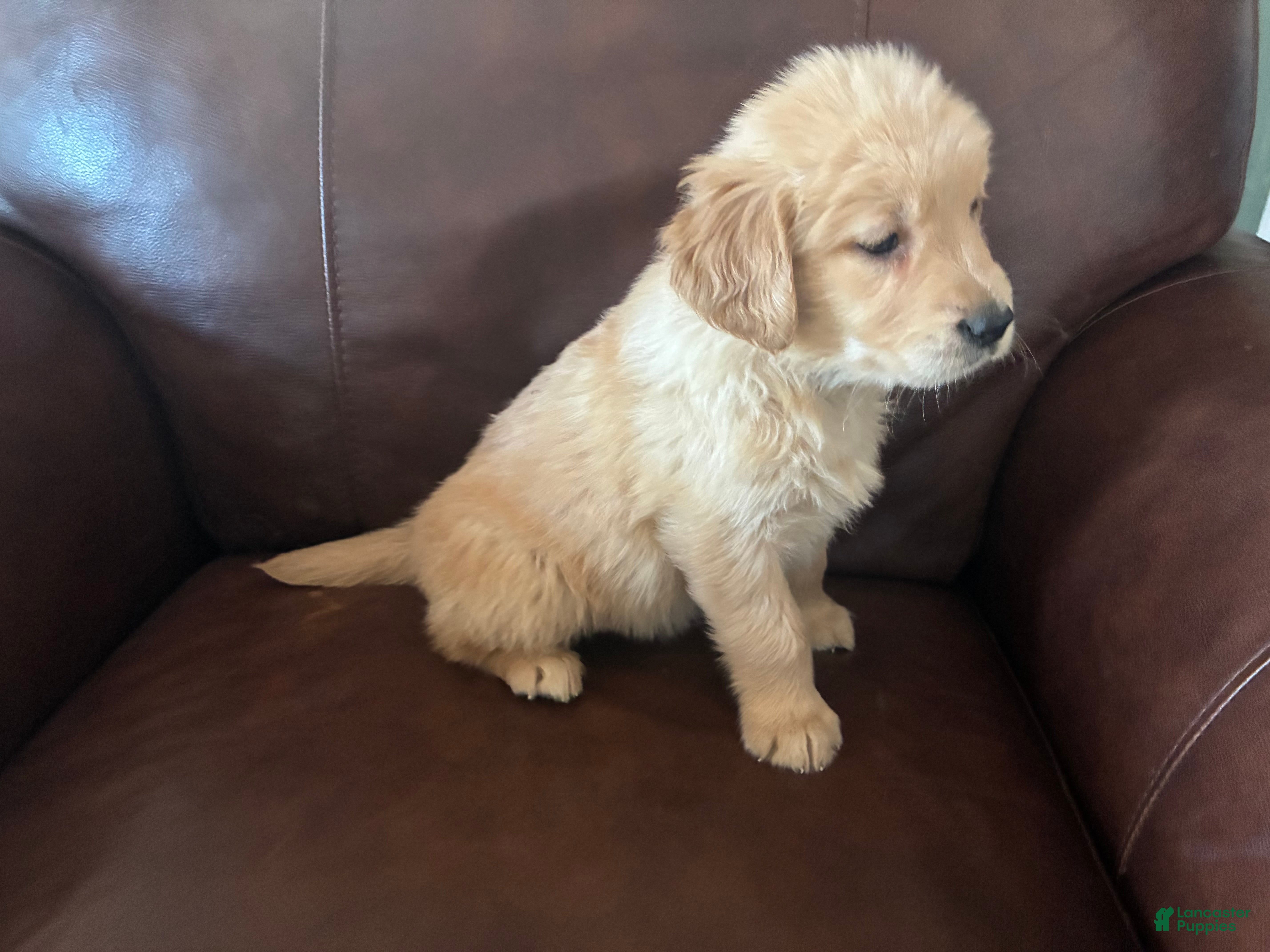 Golden Retriever dogs Aspen - Ad 1
