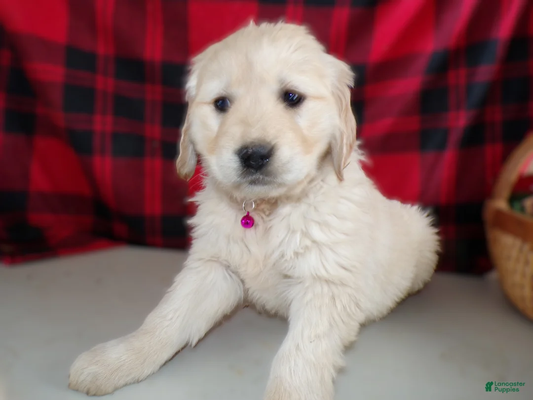 Golden Retriever dogs for sale: Golden Retriever Puppy 5 Marcy - Ad 2
