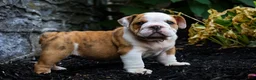 English Bulldog dogs for sale: Daxter - Ad 1