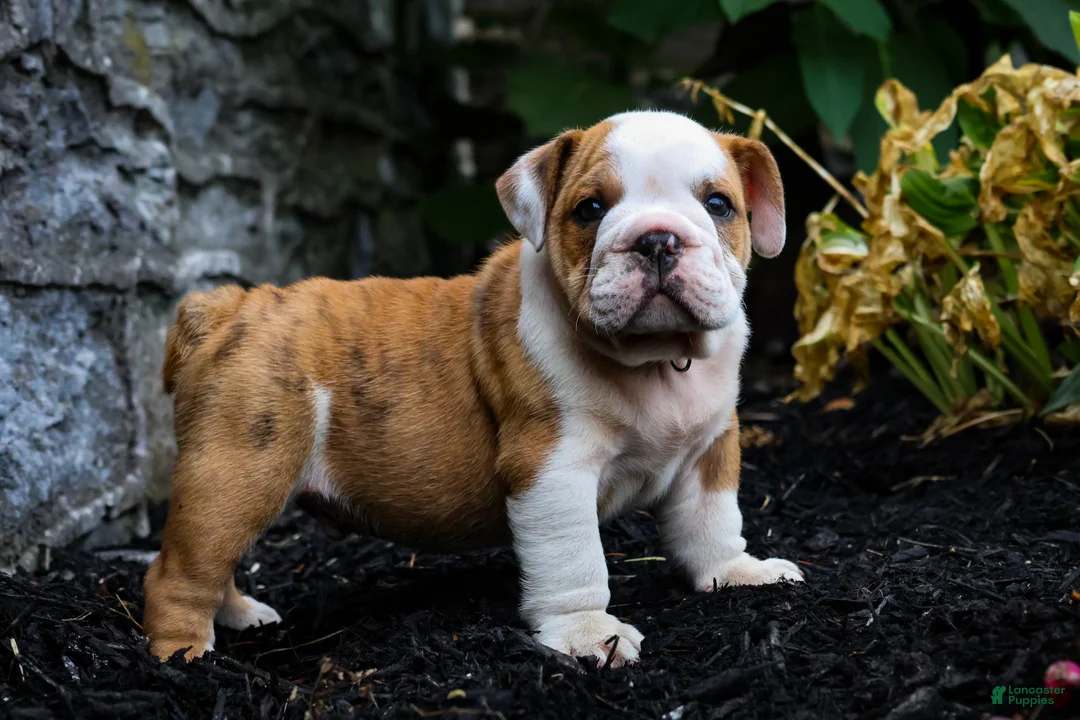 English Bulldog dogs for sale: Daxter - Ad 1