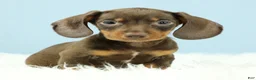 Miniature Dachshund dogs for sale: Rockett 🚀 - Ad 7