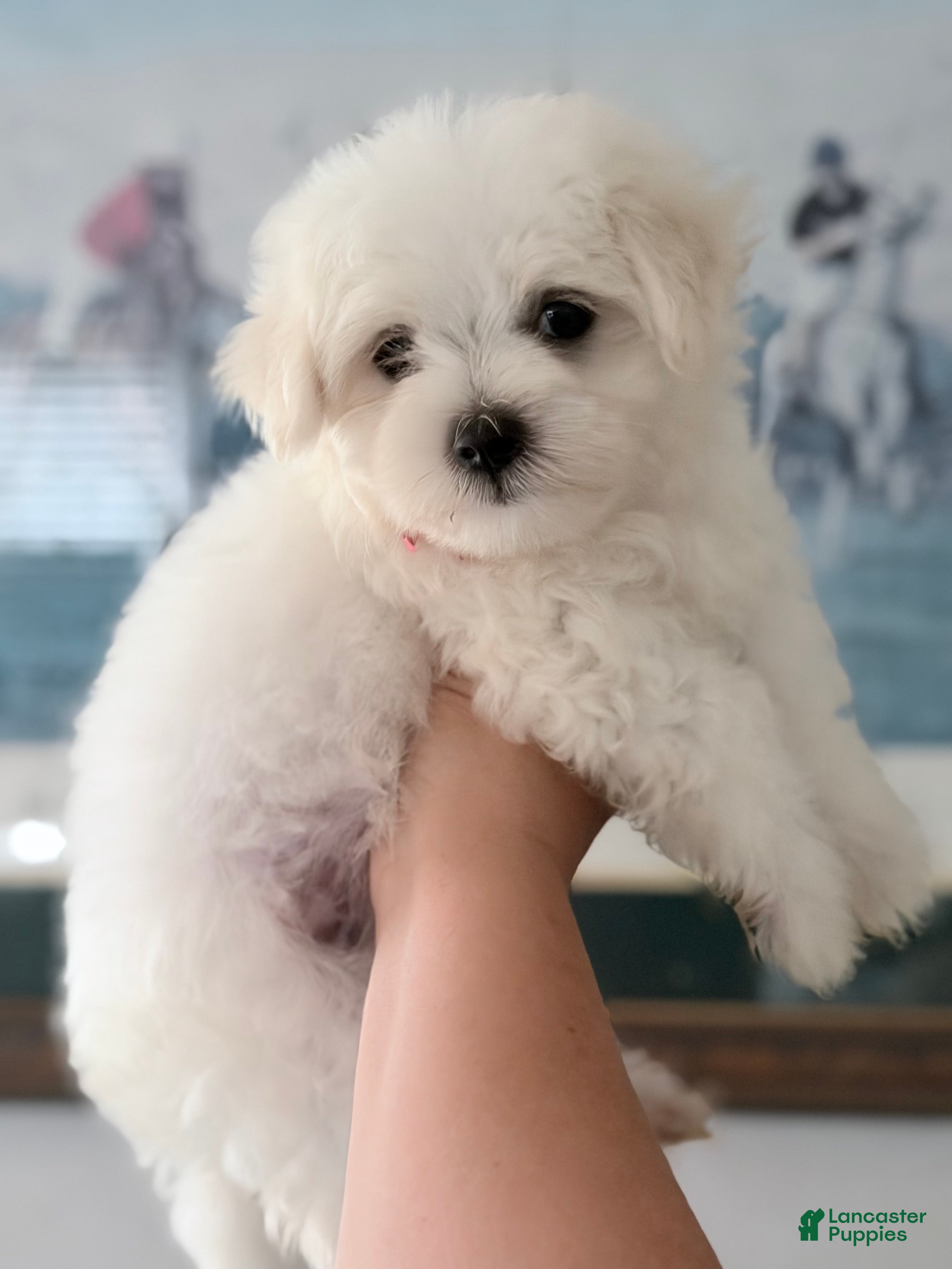 Maltese (Maltese, Male) in Redding, CT