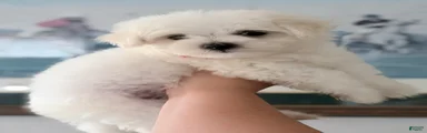Maltese 1