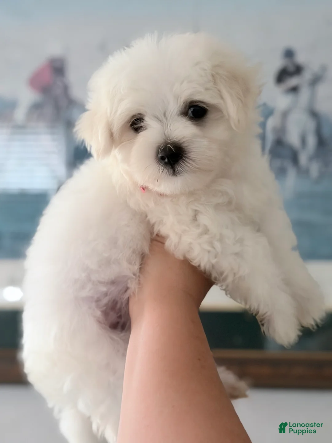 Maltese dogs for sale: Maltese 1 - Ad 1