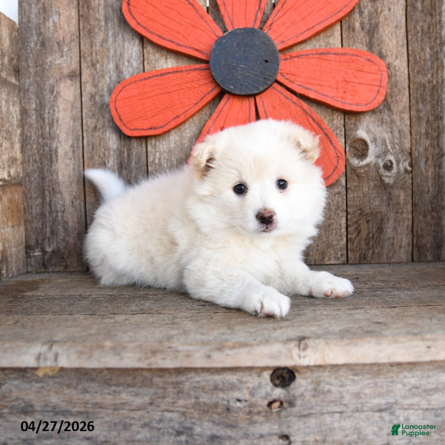 Mixed Breed dogs Marshmallow - Ad 1