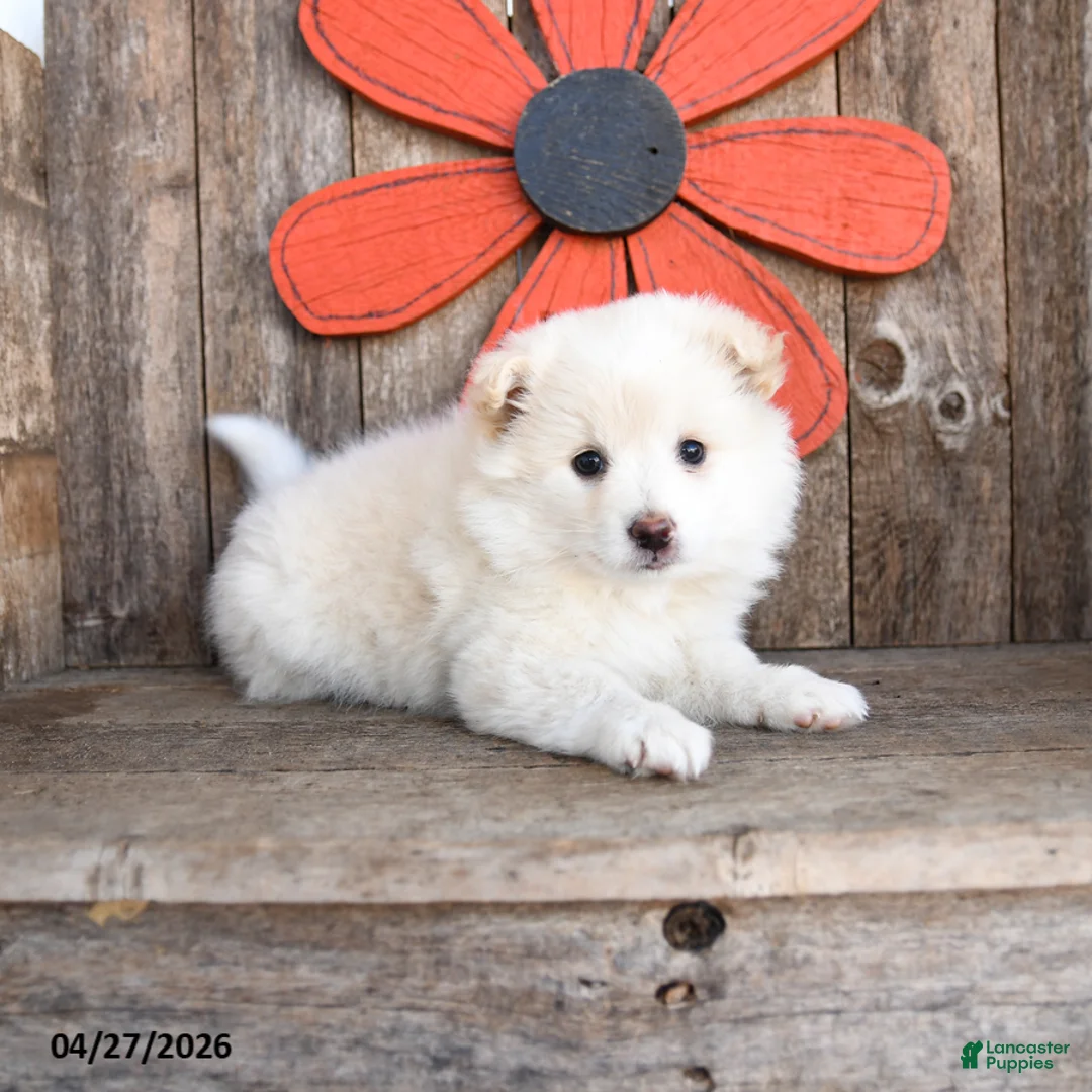 Mixed Breed dogs for sale: Marshmallow - Ad 1