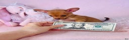 Chihuahua dogs for sale: Chihuahua Puppy 1 - Ad 3