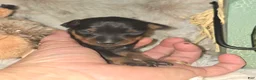 Miniature Pinscher dogs for sale: Andy - Ad 4