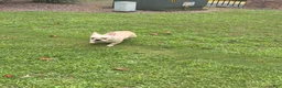 French Bulldog dogs for sale: French Bulldog 1 - Ad 3