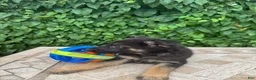 German Shepherd dogs for sale: Bentley   - Ad 3
