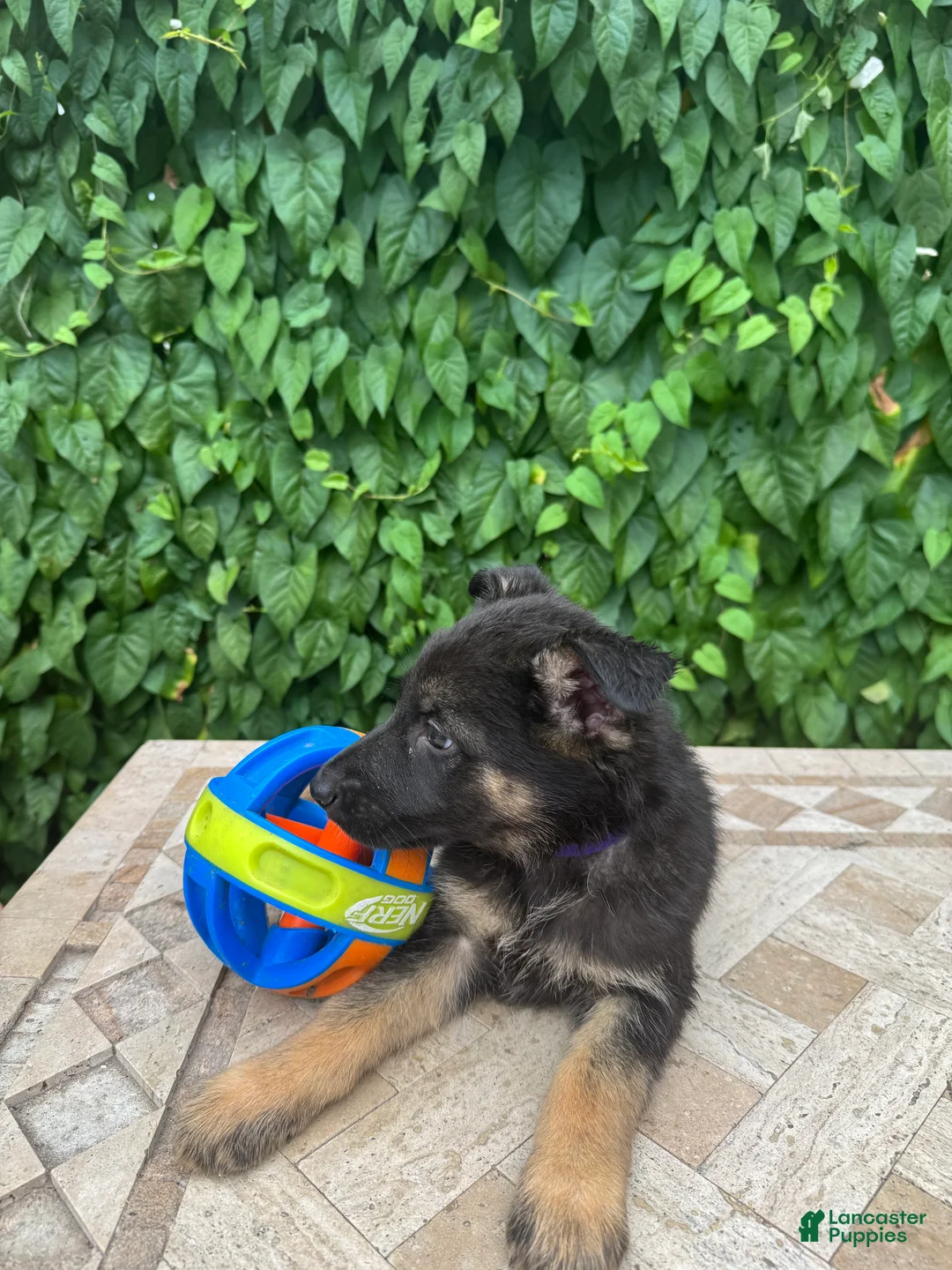 German Shepherd dogs for sale: Bentley   - Ad 3