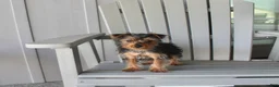 Yorkshire Terrier dogs for sale: Pluto - Ad 24