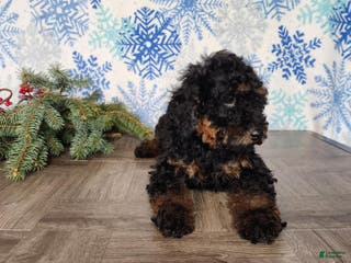 Mini Bernedoodle dogs Klaus - Ad 28
