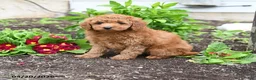 Mini Goldendoodle dogs for sale: Darla - Ad 3