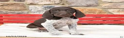 German Shorthaired Pointer dogs for sale: Melon   - Ad 3