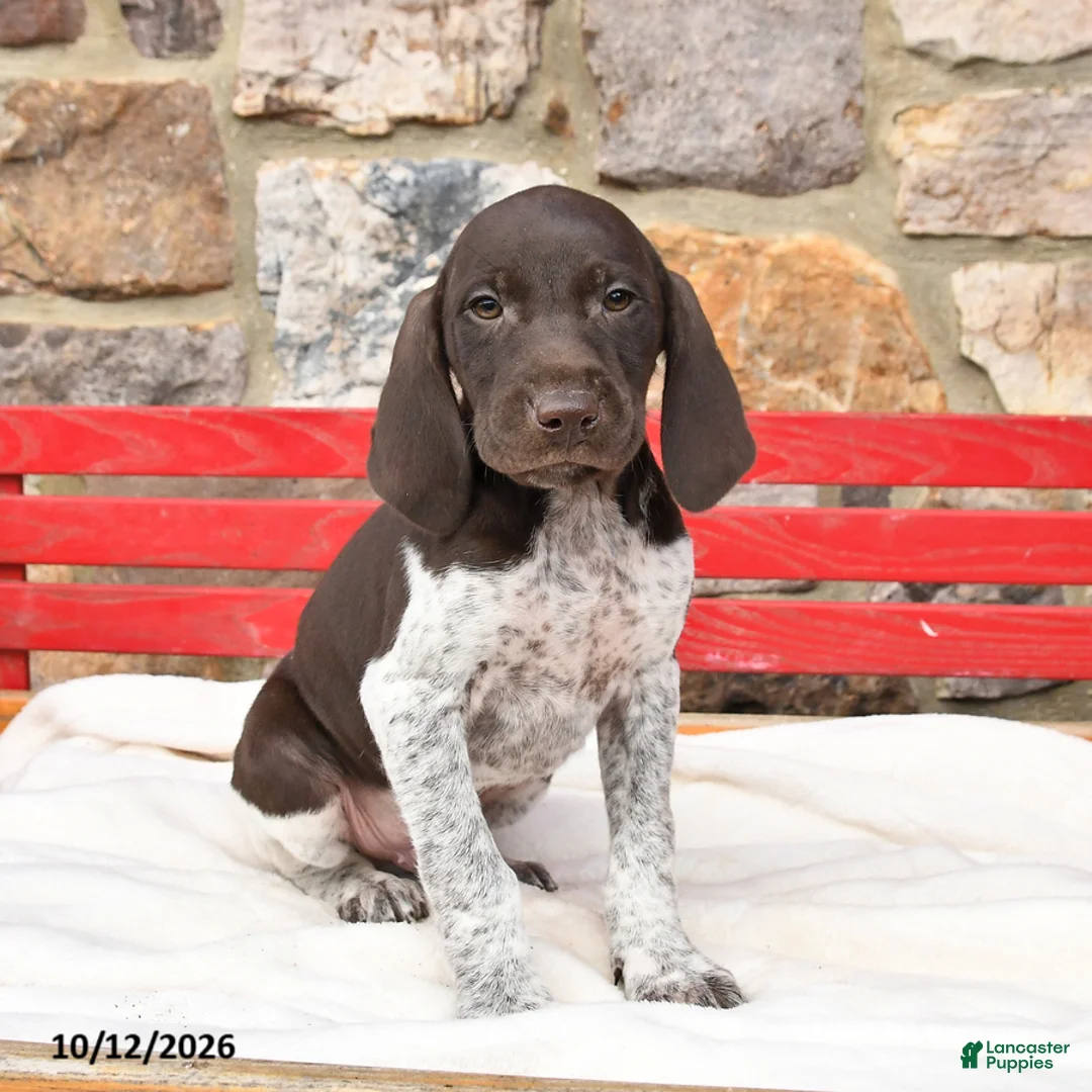 German Shorthaired Pointer dogs for sale: Melon   - Ad 3