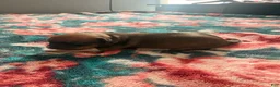 Chihuahua dogs for sale: Trix - Ad 4