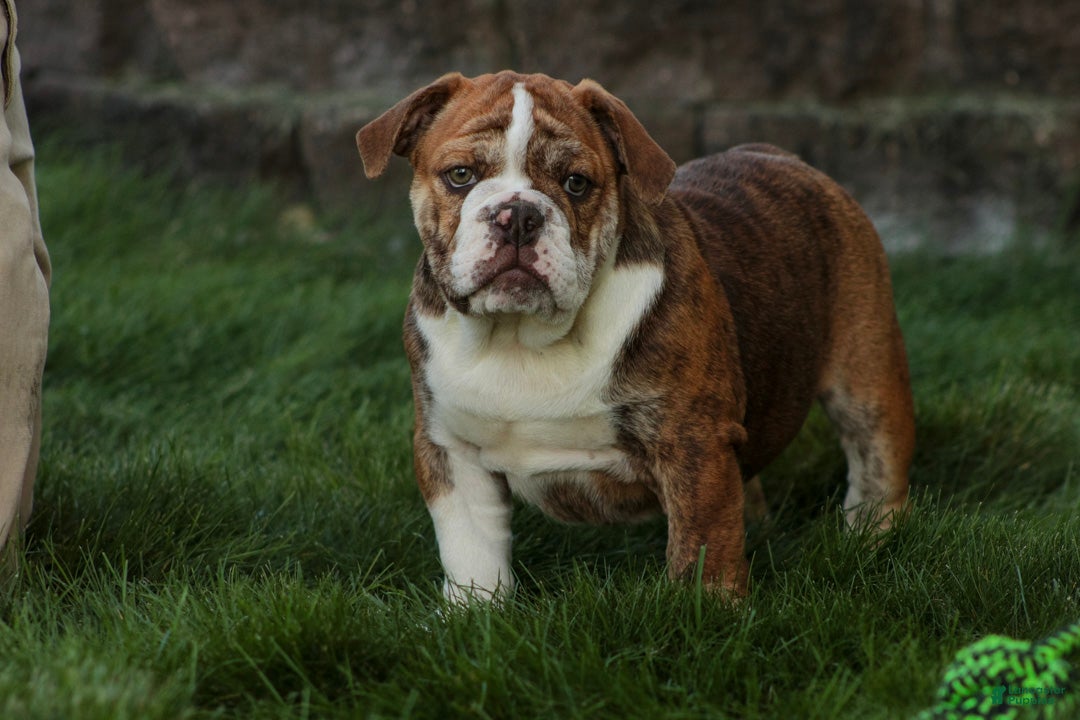 English Bulldog dogs Raelynn English Bulldog  - Ad 1