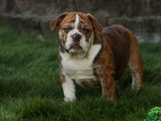 English Bulldog dogs for sale: Raelynn English Bulldog - Ad 1