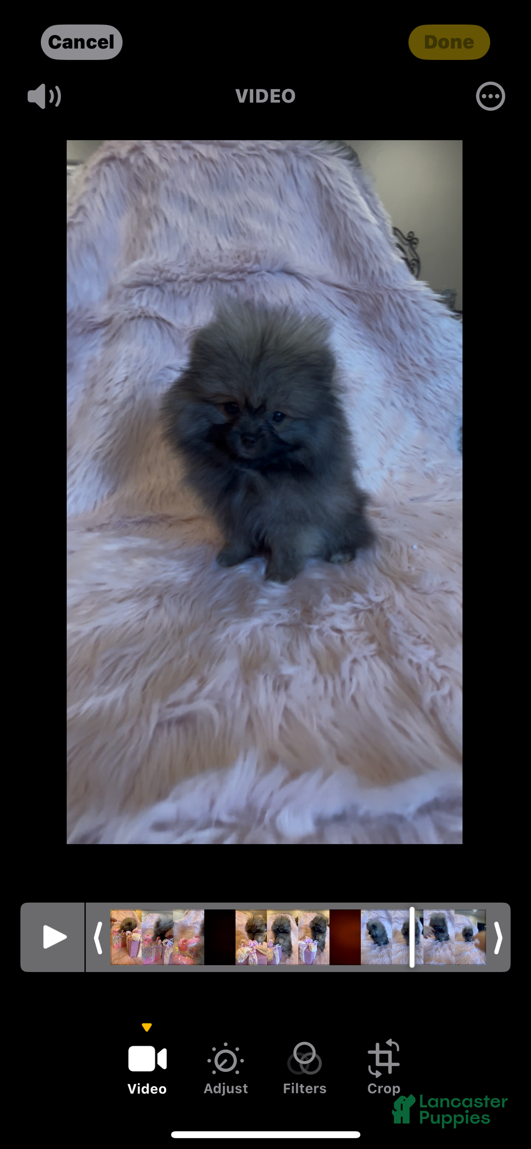 Pomeranian dogs for sale: Penny AKC Registered FULL RIGHTS - Ad 9