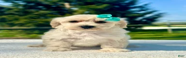Girl Maltipoo 3