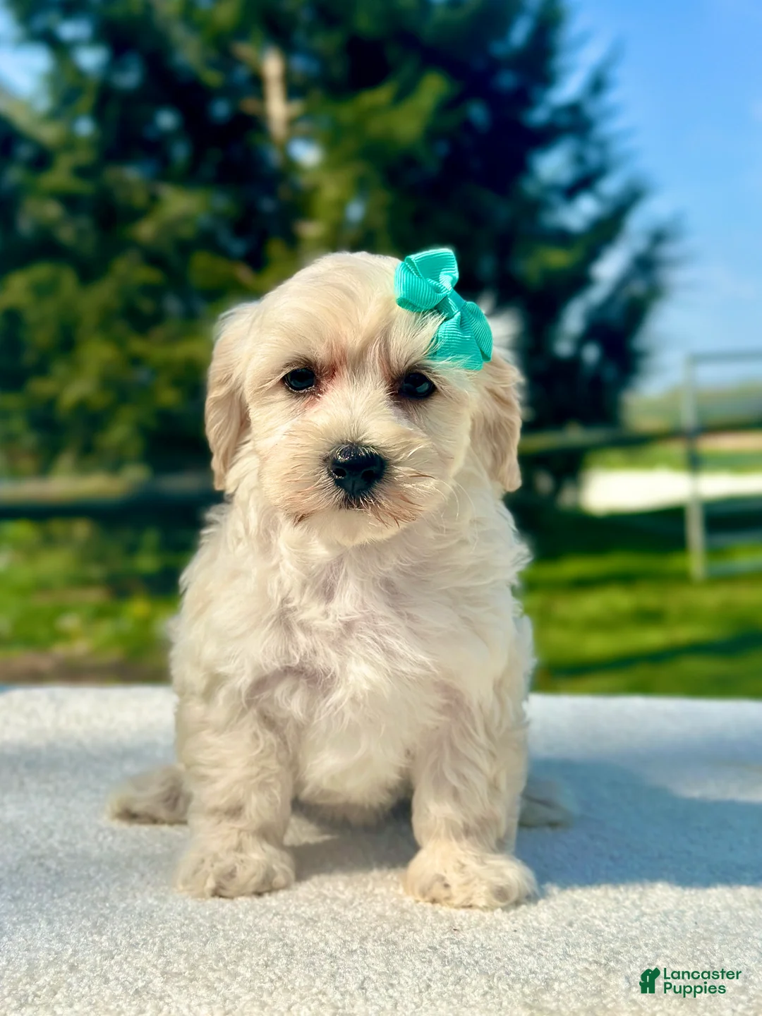 Maltipoo dogs for sale: Girl Maltipoo 3 - Ad 1