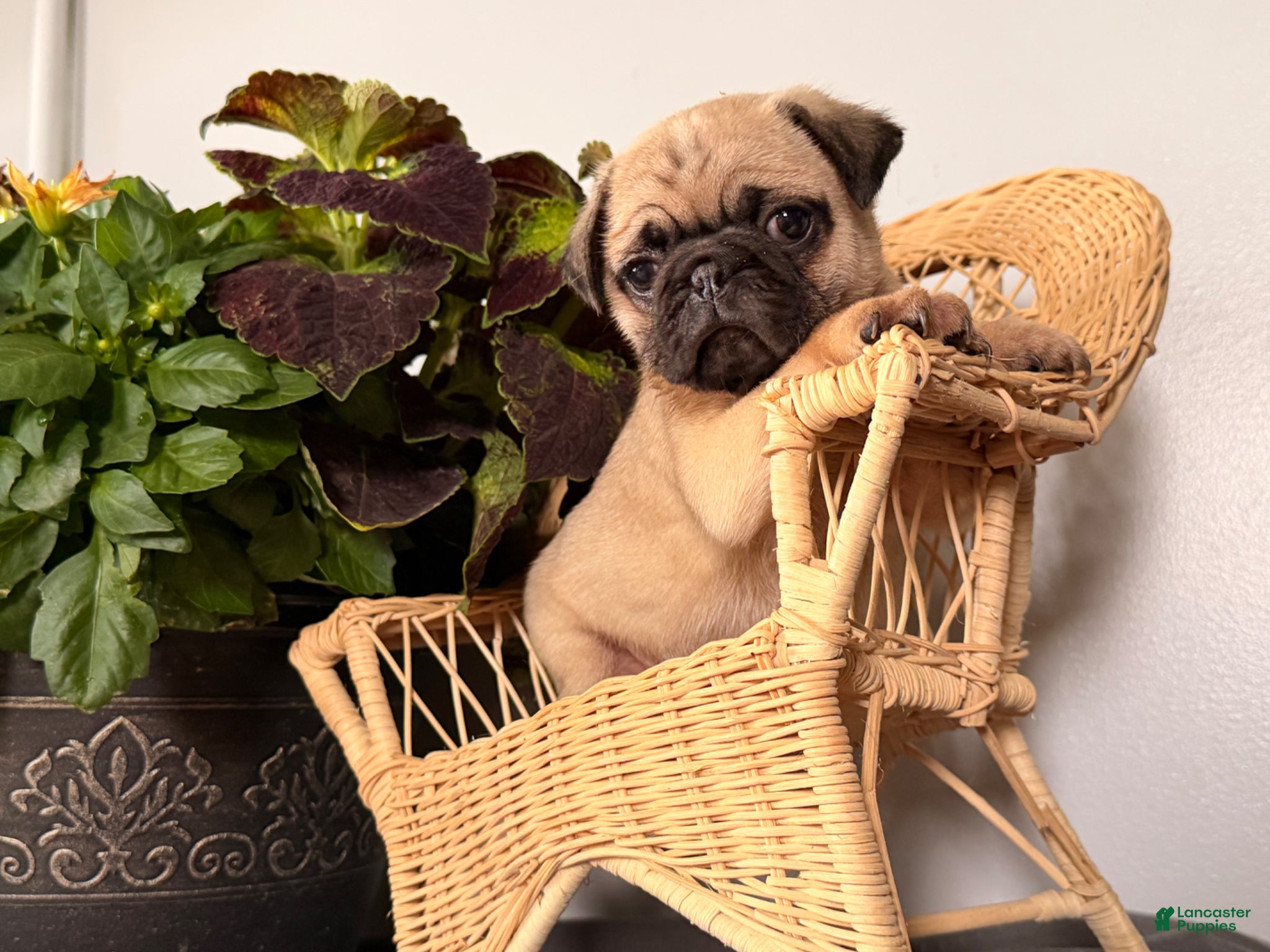 Pug dogs Popcorn - Ad 1