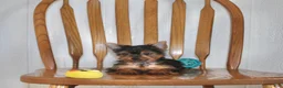 Yorkshire Terrier dogs for sale: Champ - Ad 3