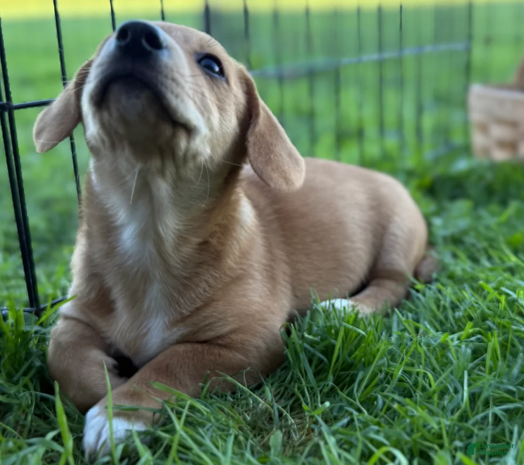 Mixed Breed dogs for sale: Classic Dorgi Female - Corgi & Dachshund Mix - Ad 2