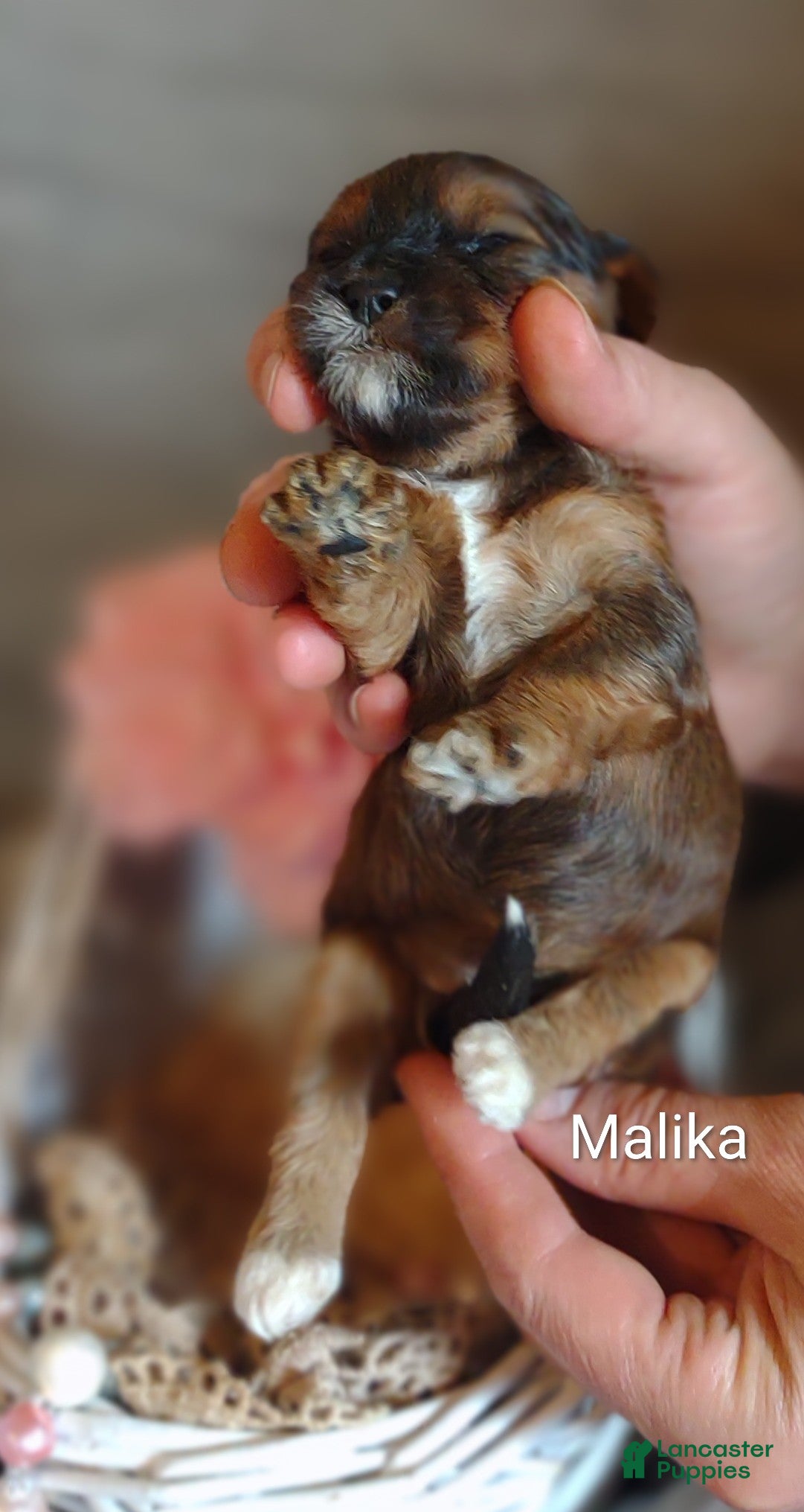 Shihpoo dogs Shihpoo Puppy 6 Malika  - Ad 2