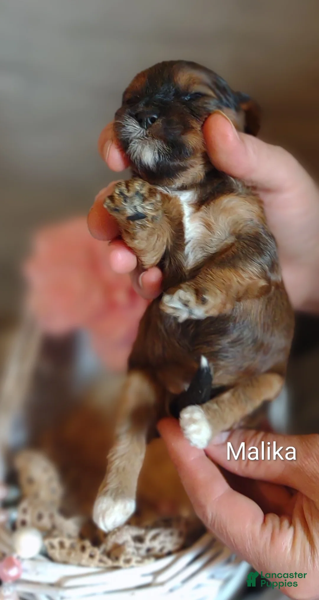 Shihpoo dogs for sale: Shihpoo Puppy 6 Malika  - Ad 2