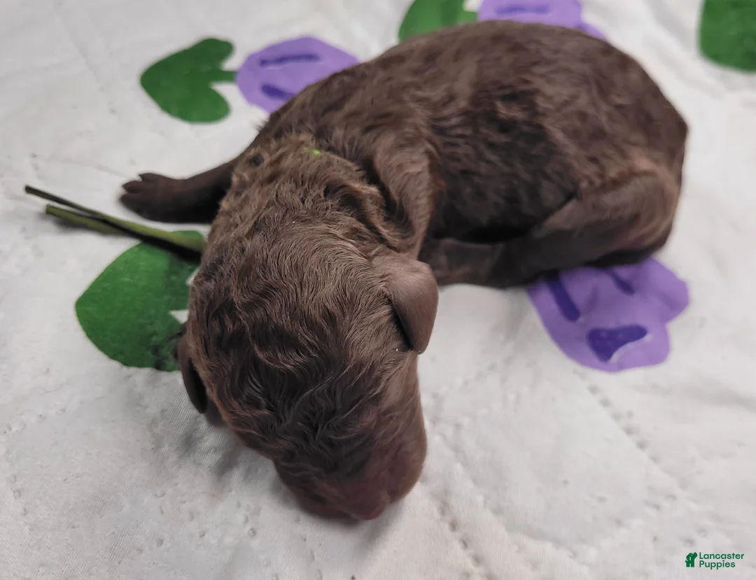 Labradoodle dogs for sale: Gherkin  - Ad 4