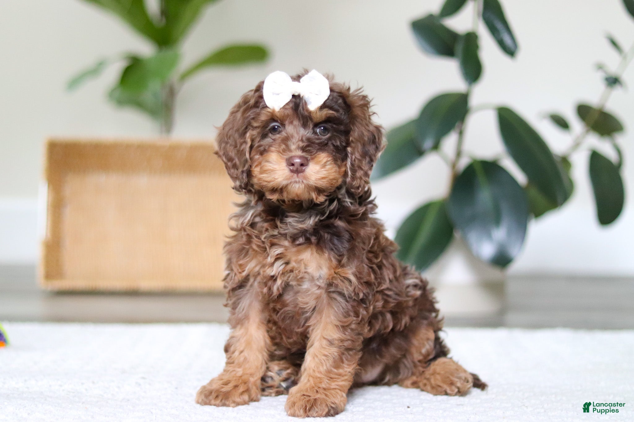 Cockapoo dogs Angela - Ad 16