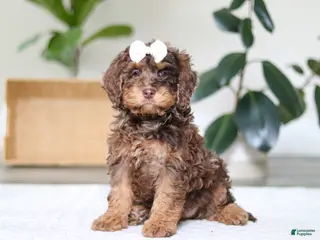 Cockapoo dogs Angela - Ad 21
