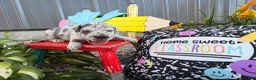 Great Dane dogs for sale: Lynnette  - Ad 1