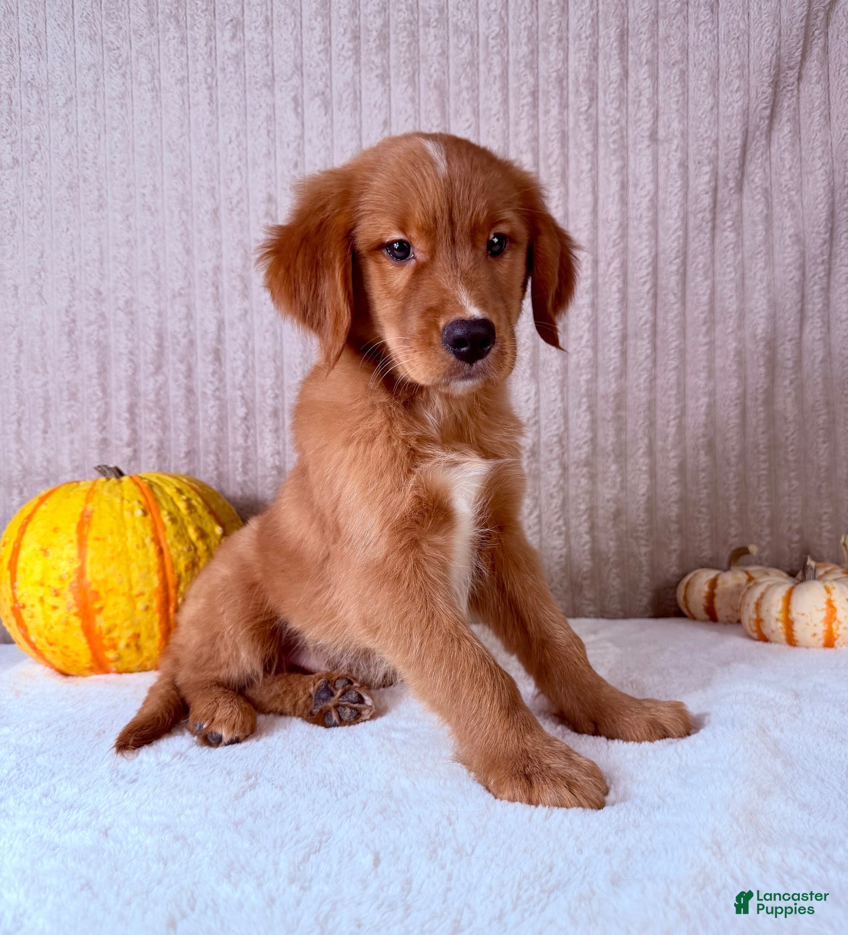 Cinnabar (Golden Retriever, Male) in Indianapolis, IN