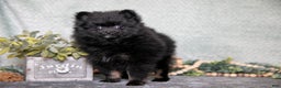 Pomeranian dogs for sale: Bitsy - Ad 2