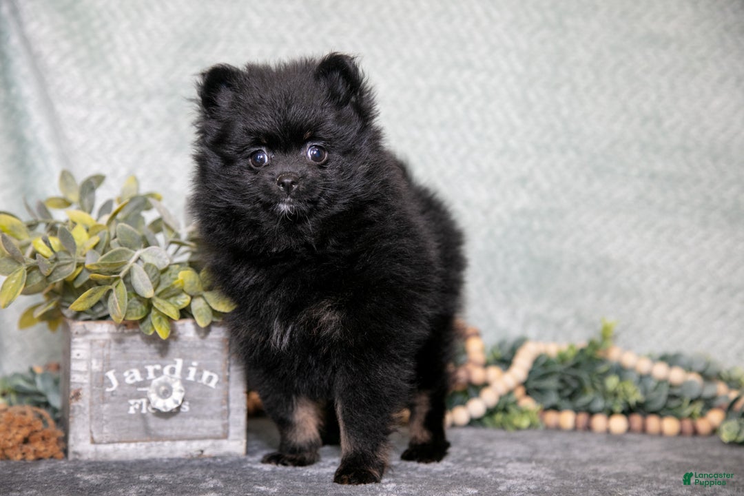 Pomeranian dogs for sale: Bitsy - Ad 2