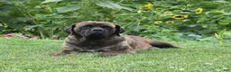 English Mastiff dogs for sale: Moose - Ad 6