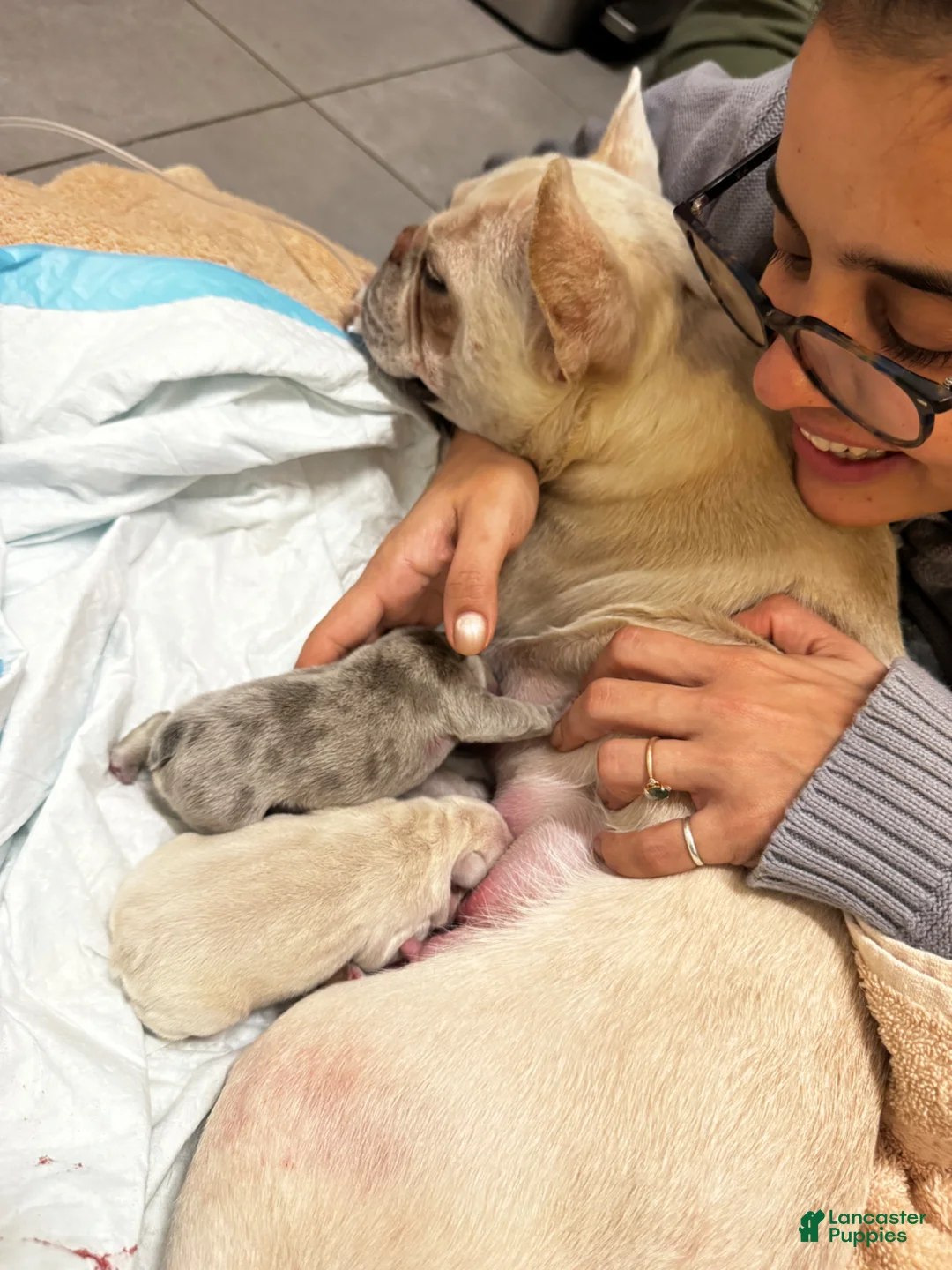 Gallery Image {{count}}