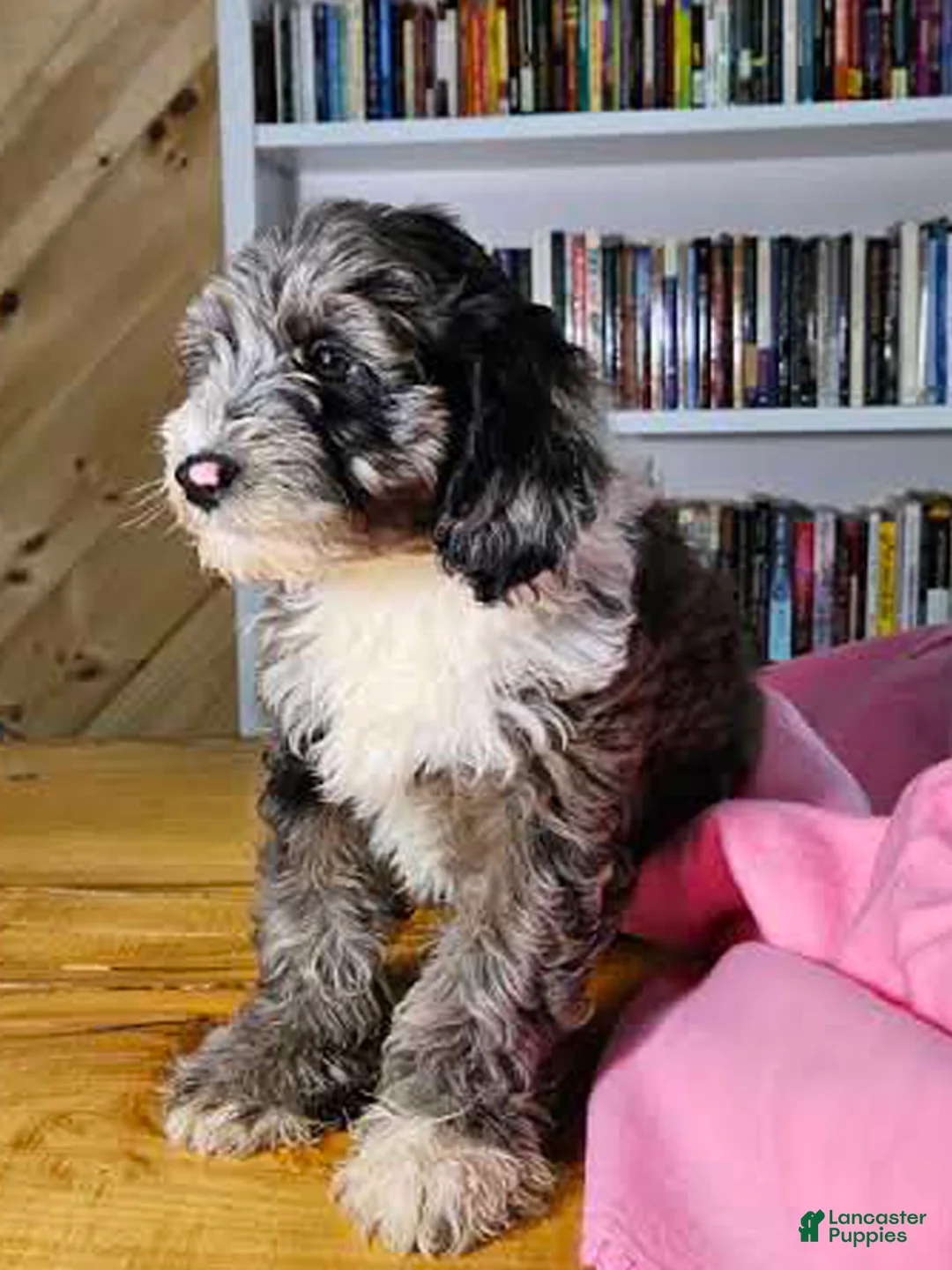 Mixed Breed dogs for sale: Ruby - Ad 1