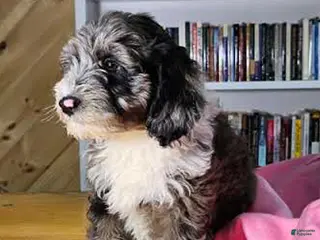 Mixed Breed dogs Ruby - Ad 9